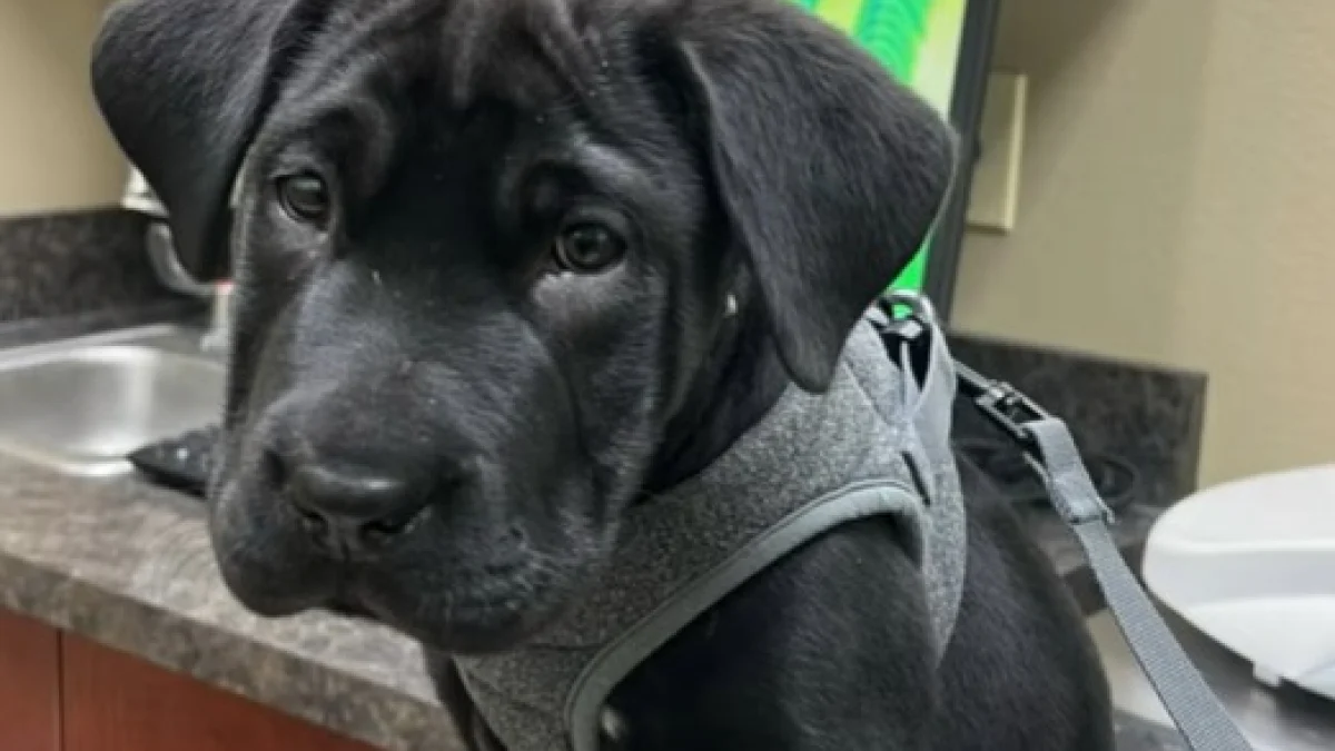 Illustration : "Une famille pense accueillir un Labrador, mais apprend que son chiot deviendra bien plus grand que cela (vidéo) "