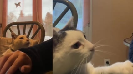 Illustration : En visite chez sa mère, elle revoit le chat de son enfance qui lui offre un émouvant rappel des merveilleux moments qu'ils partageaient (vidéo)