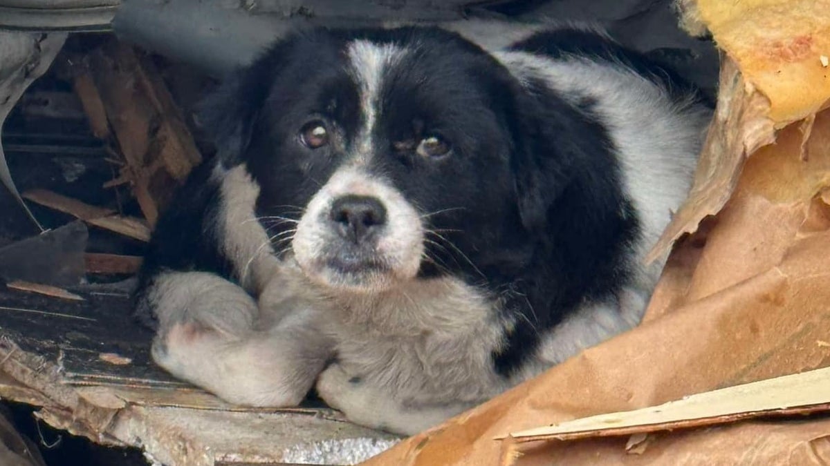 Illustration : "Plusieurs associations mobilisées pour secourir des chiens vivant dans la boue et sous les débris sur un camp de gens du voyage démantelé"