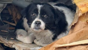 Illustration : Plusieurs associations mobilisées pour secourir des chiens vivant dans la boue et sous les débris sur un camp de gens du voyage démantelé