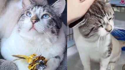 Illustration : Ce chat affamé en quête d’un repas se transforme en une peluche affectueuse en trouvant son nouveau foyer