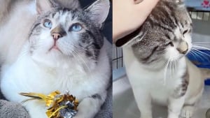 Illustration : Ce chat affamé en quête d’un repas se transforme en une peluche affectueuse en trouvant son nouveau foyer