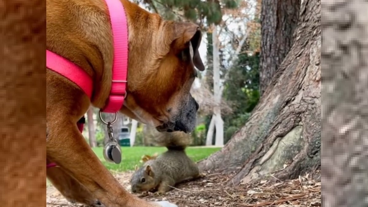 Illustration : "Cette chienne qui refusait catégoriquement toute interaction avec les animaux s'est transformée en rencontrant des écureuils (vidéo)"