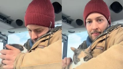 Illustration : Une jeune chatte errante s'offre une nouvelle vie en s'invitant à bord d'un tracteur (vidéo)