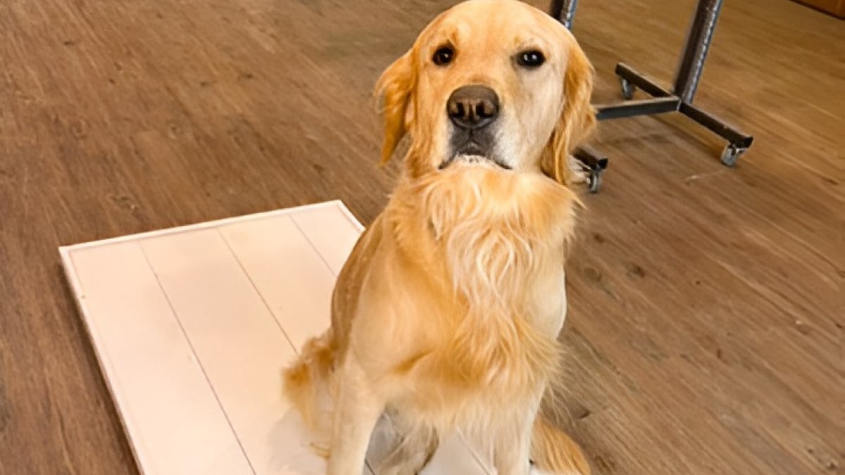 Illustration : "Cet homme se plaint que son chien est trop gâté mais sa femme le surprend en train de le choyer comme un enfant (vidéo)"