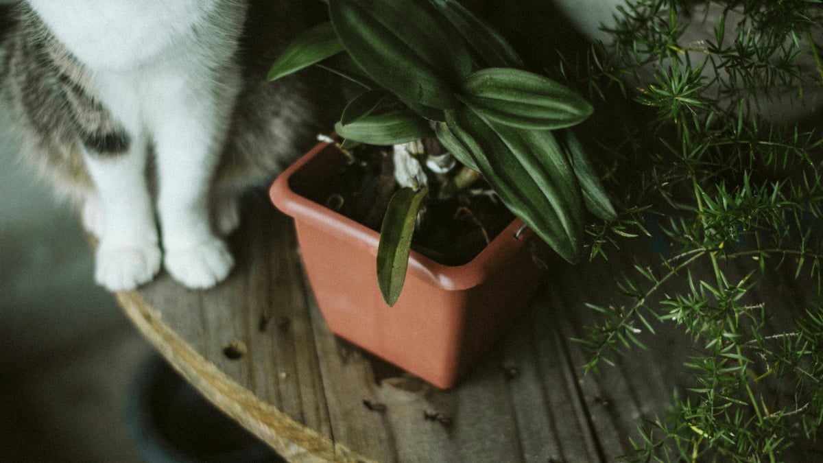 Illustration : "6 astuces imparables pour éloigner les chats de vos plantes"