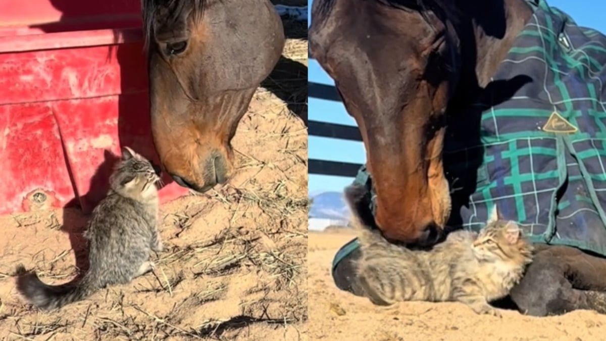 Illustration : "Un chat et un cheval défient les lois de la nature par leur amitié attendrissante (vidéo)"