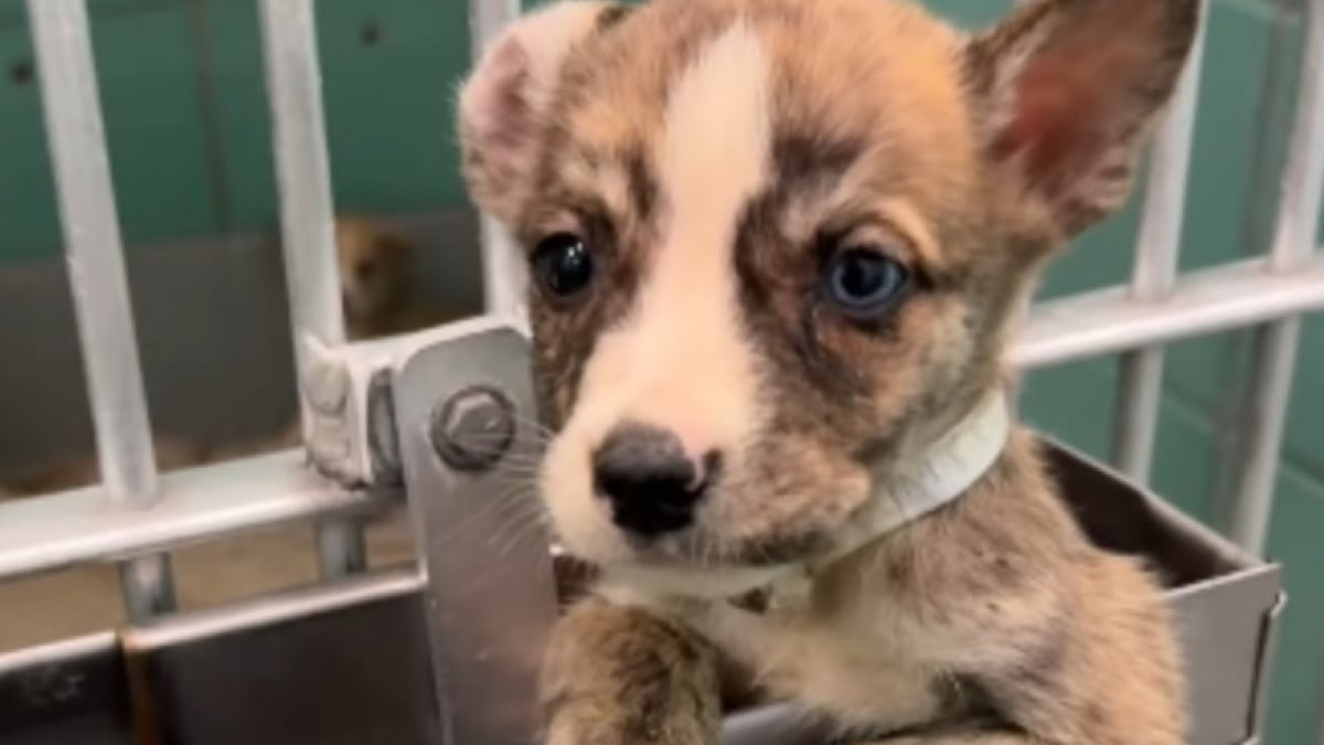 Illustration : "Un chiot défie les lois de la physique en escaladant son enclos pour échapper à l'euthanasie"