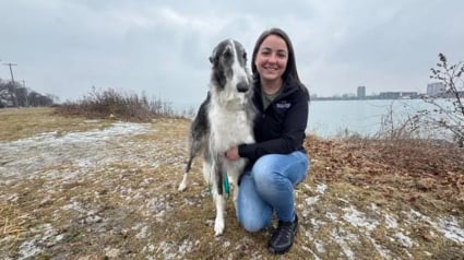 Illustration : Chienne de concours et de thérapie, cette Barzoï participe à un prestigieux évènement canin avant de réconforter les victimes d'incendies