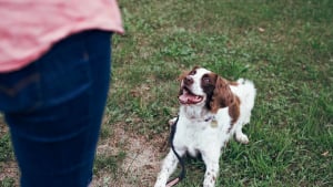 Illustration : "Réalisez votre rêve en devenant éducateur comportementaliste canin grâce à la formation à distance d’EFM Métiers Animaliers"