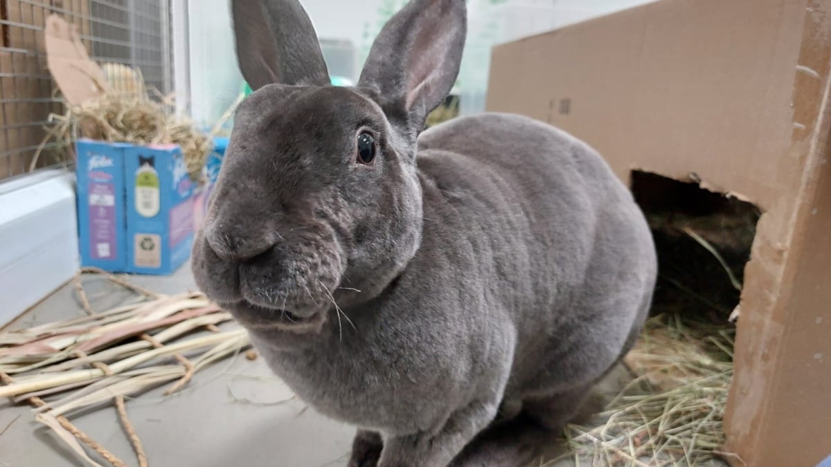 Illustration : "Secouru in extremis, ce lapin avait des dents tellement grandes qu’elles ressemblaient presque à des défenses !"