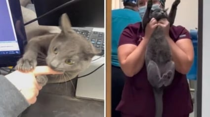 Illustration : Fauteur de trouble professionnel, ce chat accueilli dans une clinique vétérinaire apporte humour et joie de vivre sur son lieu de travail (vidéo)