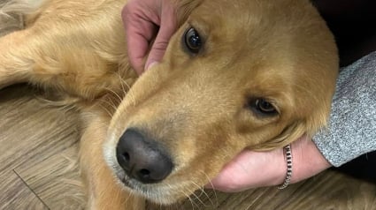 Illustration : Une chienne en fugue et blessée se présente d'elle-même au commissariat au grand soulagement de sa famille qui la cherchait depuis une semaine