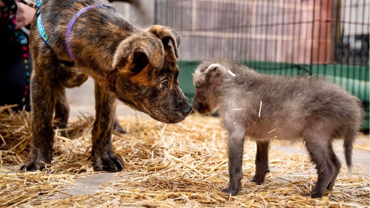 Illustration : "Un chiot quitte le refuge pour le zoo où il a pour mission d’aider un jeune canidé sauvage orphelin à grandir"