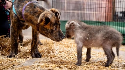 Illustration : Un chiot quitte le refuge pour le zoo où il a pour mission d’aider un jeune canidé sauvage orphelin à grandir