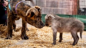 Illustration : "Un chiot quitte le refuge pour le zoo où il a pour mission d’aider un jeune canidé sauvage orphelin à grandir"