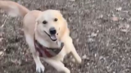 Illustration : Un chien reconnaît au loin la camionnette de son humain parti à l'université 6 mois plus tôt, et c'est l'extase (vidéo)