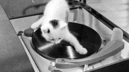 Illustration : 20 photos de chats en noir et blanc au charme intemporel