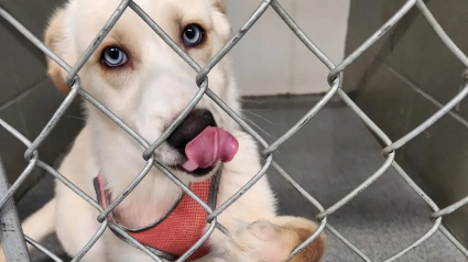 Illustration : Ce chiot de refuge avec un regard attendrissant et aux pattes déformées a changé les plans de ses sauveurs qui étaient venus secourir des chats