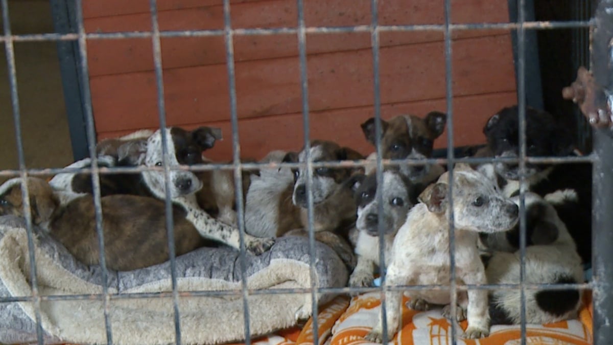 Illustration : "Un refuge ayant atteint le maximum de ses capacités fait de la place à 27 chiots abandonnés et soulève un réel problème de société "