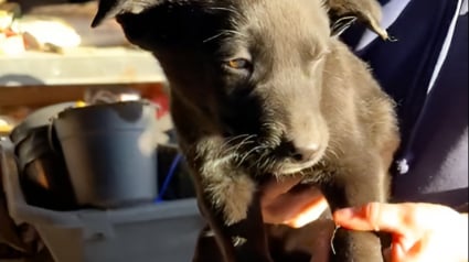 Illustration : Abandonnés dans une ferme un jour de grand froid, 5 petits chiots croisent la route d’une âme bienveillante (vidéo)