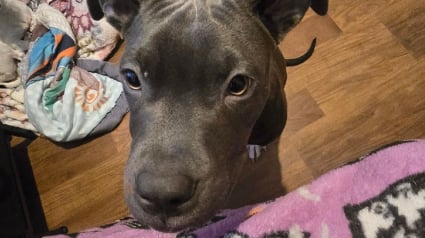 Illustration : Ce chiot abandonné dans une cabine de WC publique mène désormais une vie heureuse au sein de la famille de son sauveur