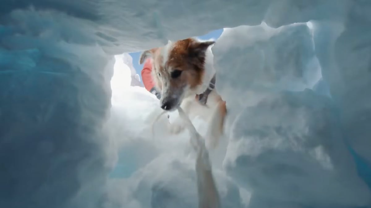 Illustration : "Tali, une chienne de sauvetage courageuse, qui vole au secours des skieurs pris dans des avalanches (vidéo)"