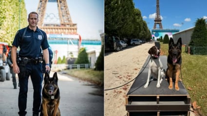 Illustration : Hommages posthumes émouvants pour Gunner, un chien policier ayant participé à sécuriser les Jeux Olympiques de Paris 2024