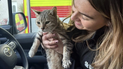 Illustration : Une chatte prend peur lors d’une tempête et se réfugie dans les fondations d’un immeuble durant 5 jours (vidéo)