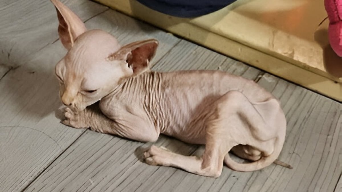 Illustration : "Dernier survivant d’un élevage négligent, Dobby, un chat Sphynx, lutte pour sa survie dans un refuge"