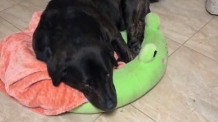 Illustration : 2 Chihuahuas réquisitionnent tous les lits de leur maison, forçant leur ami Labrador à dormir sur une peluche (vidéo) 