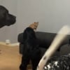 Illustration : Face à trois chiens imposants, un minuscule chaton s’impose en chef de meute et les mène à la baguette (vidéo)