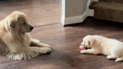 Illustration : Ce Golden Retriever est si heureux d'avoir une petite soeur qu'il lui offre ce qu'il a de plus précieux (vidéo)