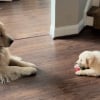 Illustration : Ce Golden Retriever est si heureux d'avoir une petite soeur qu'il lui offre ce qu'il a de plus précieux (vidéo)