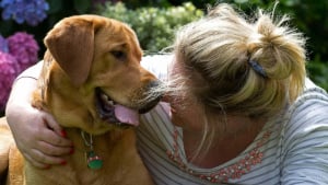 Illustration : "Des centaines de personnes accompagnent un chien guide malade lors de son ultime promenade"