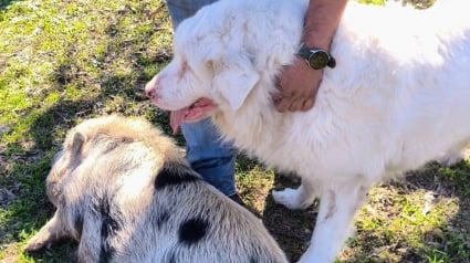 Illustration : Une chienne aveugle et son amie truie prennent la fuite et sont retrouvées le long d’une autoroute