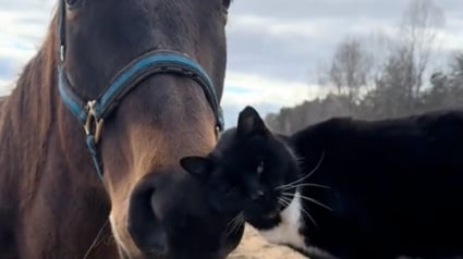 Illustration : Un cheval aveugle et un chat cohabitant dans la même propriété nouent une relation attendrissante (vidéo)