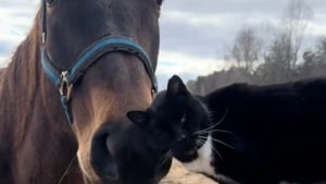 Illustration : "Un cheval aveugle et un chat cohabitant dans la même propriété nouent une relation attendrissante (vidéo)"