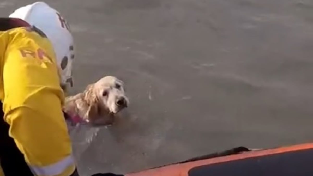 Illustration : "Un chien apeuré saute de la voiture et se retrouve en pleine mer où il risque la noyade jusqu'à l'arrivée des secours (vidéo)"