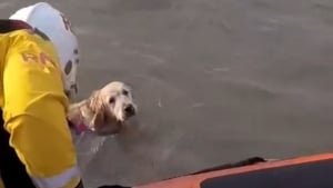 Illustration : Un chien apeuré saute de la voiture et se retrouve en pleine mer où il risque la noyade jusqu'à l'arrivée des secours (vidéo)