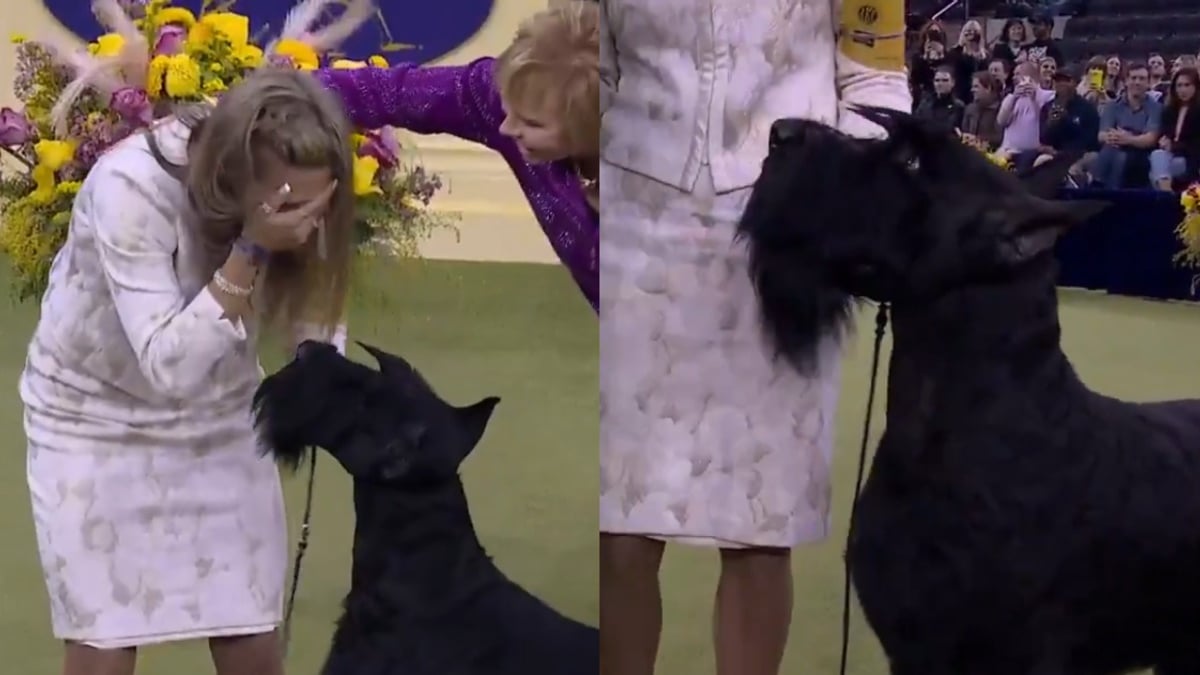 Illustration : "Ce chien est entré dans l'histoire en devenant le premier de sa race à remporter la récompense suprême au Westminster Dog Show"