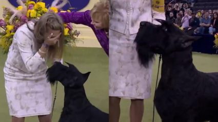 Illustration : Ce chien est entré dans l'histoire en devenant le premier de sa race à remporter la récompense suprême au Westminster Dog Show