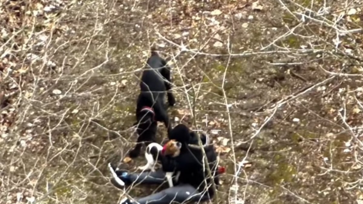 Illustration : "Le sauvetage haletant d'un chien tombé dans une rivière après une fugue de plusieurs jours a été filmé depuis les airs (vidéo)"