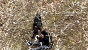 Illustration : Le sauvetage haletant d'un chien tombé dans une rivière après une fugue de plusieurs jours a été filmé depuis les airs (vidéo)