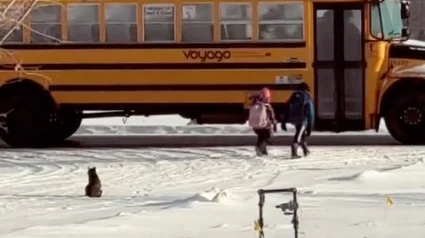 Illustration : Chaque jour, ce chat accompagne ses jeunes humains au bus scolaire et attend qu’ils montent (vidéo) 