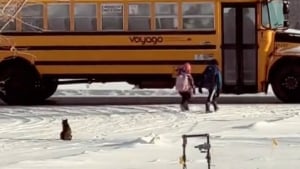 Illustration : "Chaque jour, ce chat accompagne ses jeunes humains au bus scolaire et attend qu’ils montent (vidéo) "