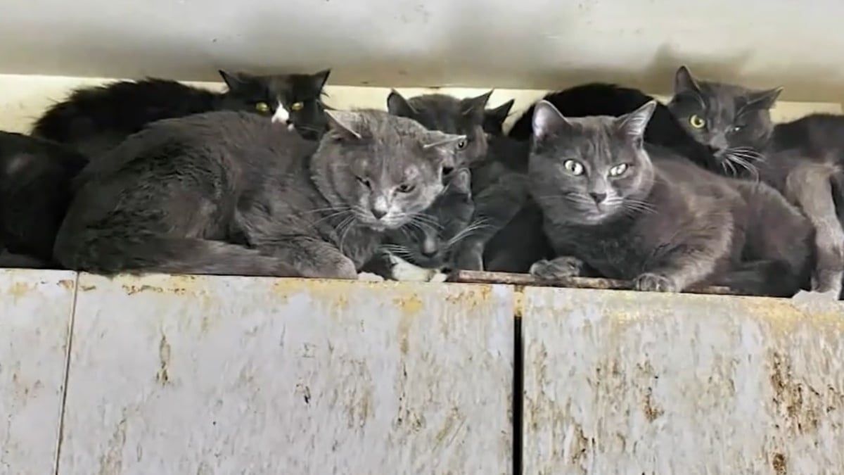 Illustration : "Une association vole au secours de 23 chats affamés et déshydratés dans une maison abandonnée"