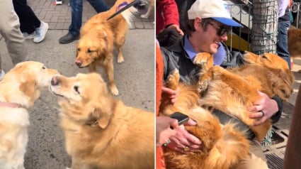 Illustration : Une marée de joyeux Golden Retrievers inonde les rues de cette ville qui porte leur nom lors d'un événement annuel (vidéo)