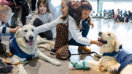 Illustration : Dans cet aéroport, un Golden Retriever met son pouvoir apaisant au service des voyageurs stressés à l'idée de prendre l'avion 