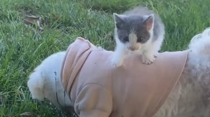 Illustration : Un chaton grimpe sur le dos d'un chien promené par son maître qui comprend qu'il vient de trouver un ami pour la vie (vidéo)